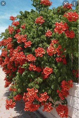 Hızlı Büyüyen Acem Borusu Fidanı 1 Yaşında Tüplü