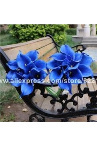 5 Adet Tohum Calla Lily Çiçek Tohumu Afrika Çöl Çiçeği Mavi Lily