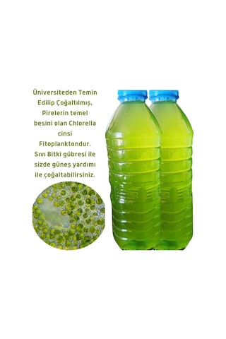 Mawrond Fitoplanktonlu Yeşilsu Chorella Yosunu 1 L
