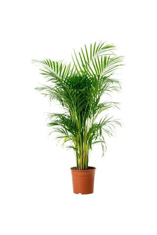 Areka Palmiyesi 80-100cm