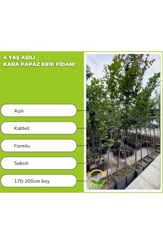 4 Yaş Kara Papaz Erik Fidanı