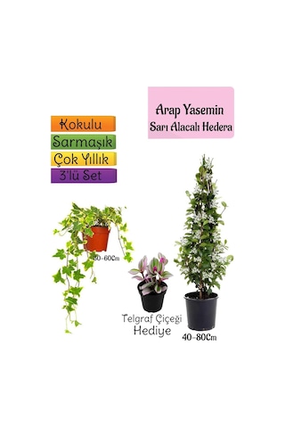 Mis Kokulu Arap Yasemini+alacalı Hedera Hex Sarmaşığı+telgraf Çiçeği 3'lü Set