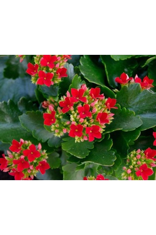 Kalanşo Çiçeği Kalanchoe 5 Adet Kırmızı