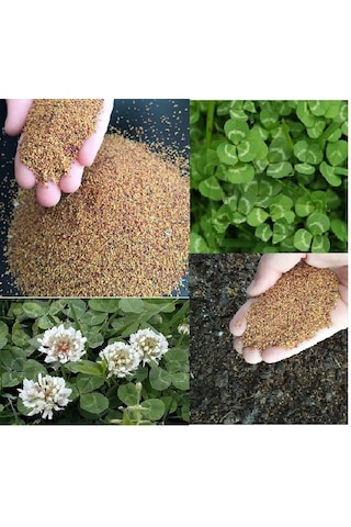 Üçgül Tohumu 250 GR Ak Üçgül Tohumu Trifolium Repens Aküçgül