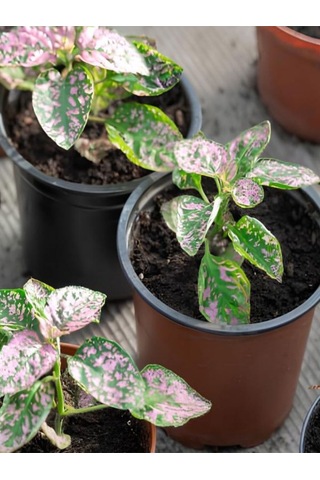 Çilli Pembe Hostes Çiçeği Pembe Renk 1 Adet Saksılı 10-15cm