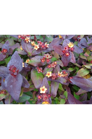 Siyah Kantaron Çalısı - Hypericum Inodorum Magical Black