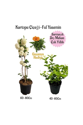 Kartopu Çiçeği 1 Adet+kokulu Ful Yasemin1adet+turuncu Gazanya Hediyeli Saksılı Bahçe Seti