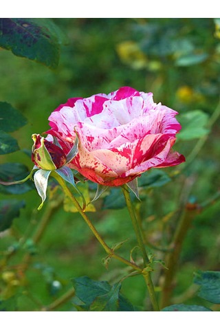Videolu Yediveren Çift Renkli Türkiyem Kokulu Gül 30 70 Cm 1 Adet Saksılı Aşılı Gül Rose Of Turkey