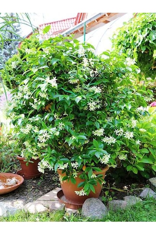 Kokulu Arap Yasemin Çiçeği 1 Adet Saksılı/tüplü 30-60cm