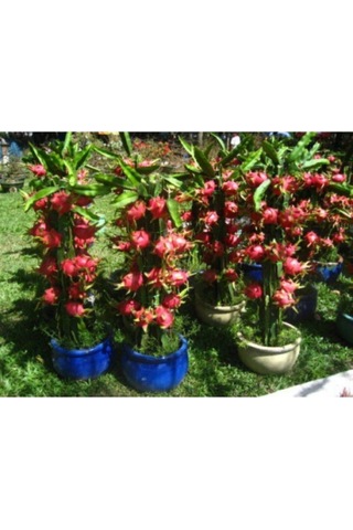 15 Adet Bodur Pitaya Tohumu Ejder Meyvesi Tohumu