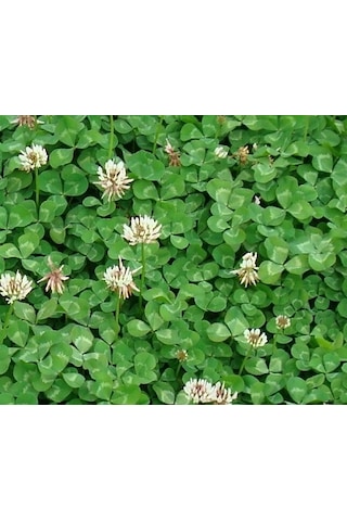 Üçgül Tohumu 250 GR Ak Üçgül Tohumu Trifolium Repens Aküçgül