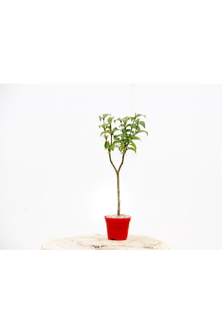 Bonsai Ligustrum Japonicum 3 Adet - Hediyelik Kırmızı Saksıda