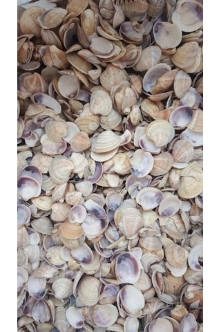 Küçük Deniz Kabuğu Süs Dekoratif Akvaryum Süsleme 100 Gr