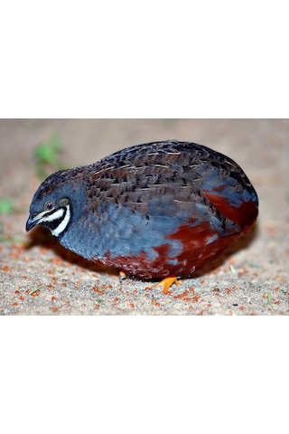 Kuluçkalık Çin Bıldırcın Yumurta 12'li