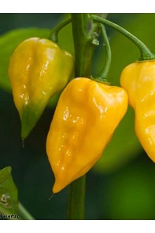 Habanero Lemon Pepper / 350.000 Scoville - Gerçek Taze Acı Biber