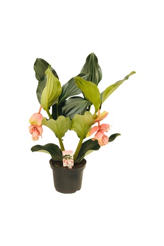 medine gülü /medinella, medinilla 30-350cm
