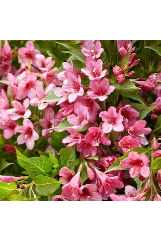 Saksıda Güzellik Çalısı Pembe Çiçekli Abelya abelia