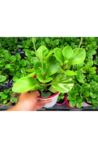 Peperomia - Ofis Ve Salon Bitkisi