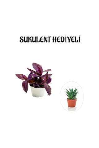 Hediyelik Mor Telgraf- Kara Sevda Çiçeği Sevgililer Gününe Özel Sukulent Hediyeli