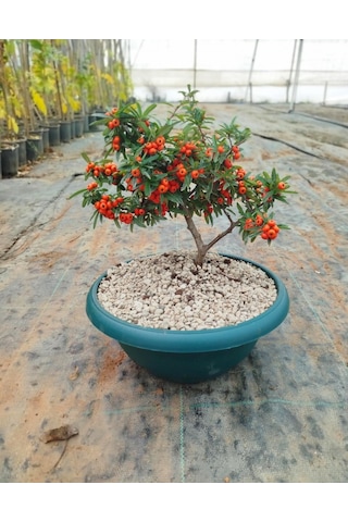 Bonsai Ateş Dikeni Pyracantha 5-6 Yaş