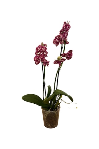 Phalaenopsis 'wild Cat' Bordo Orkide Ø12 Cm 45-50 Cm