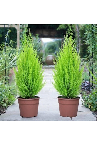 Limon Kokulu Çam Limoni Servi Cupressus Ev Ofis Salon Çamı 25-35 Cm