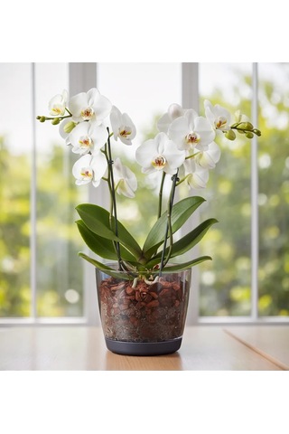 Saburg Orkide Saksısı Çiçek Saksısı Şeffaf 1,5 Litre Set 74784764