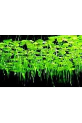 Lemna Minor Su Mercimeği Akvaryum Bitkisi 15 X 15 Cm