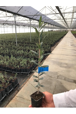 Arbequina Zeytin Fidanı