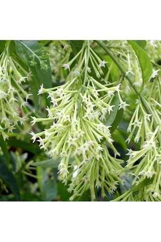 Melisa Parfüm Çiçeği Fidanı Canlı Çiçek - Cestrum Nocturnum 10-20 Cm
