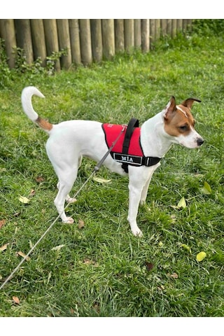 Kişiye Özel, Isimli K9 Köpek Tasması, Göğüs Tasması Kırmızı