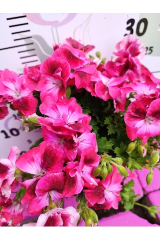 Pembe Ceylangözü Sardunya Pelargonium Domesticum - Renkli Süs Bitkisi
