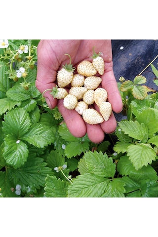 Beyaz Çilek Pineberry Fidesi
