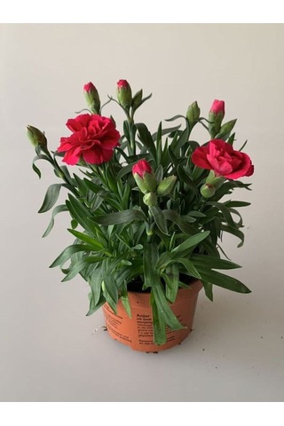 Kokulu Bodur Cins Kırmızı Renk Karanfil Çiçeği 1 Adet Saksılı 15-25cm Red Dianthus