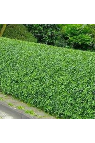 Ligustrum Kurtbağrı 10 Adet - Çit Bitkisi