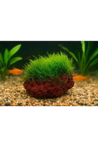 Moss "kayaya Tutturulmuş Java Moss"