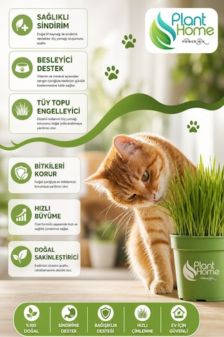 Kedi Çimi Yetiştirme Seti Saksı, Cocopeat Toprak Ve Buğday Tohumu %100 Doğal 3 Lü Kit