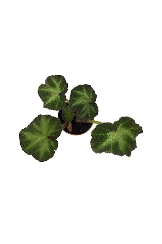 Begonia Solimutata (Begonia Çiçeği) Ø5,5 CM Y0-10 CM