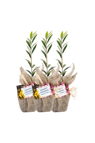 Özel Günlerinizde Ölümsüz Bir . Zeytin Fidanı