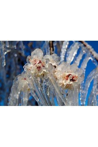 Çiçek Tutturucu Gübre Form-10 (400 Gr)