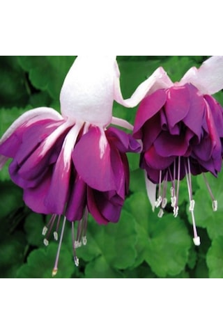 Xxl Çiçekli Katmerli Marbeller Double White Purple Küpe Çiçeği Fidesi 1 Adet