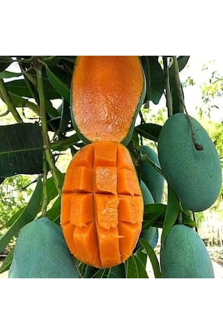 Aşılı Keo Mango Fidanı - 2 Yaş - Tüplü 60-70 Cm - En Erken Meyve Veren Verimli Egzotik Çeşit