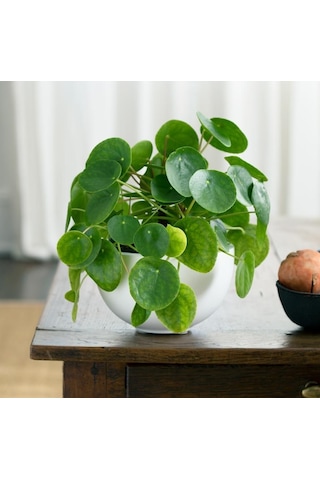 Pilea Çiçeği - Çin Para Bitkisi 5787