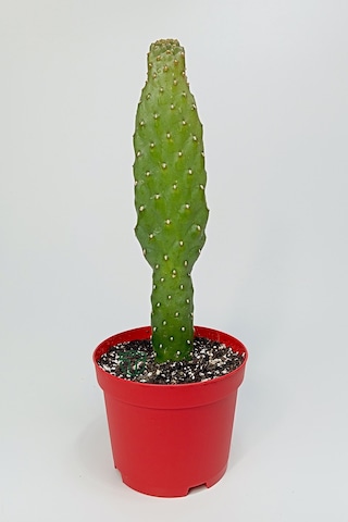 Consolea Rubescens İnce Uzun Kaktüs Özel Tür Yassı Sütun 8.5 Cm K
