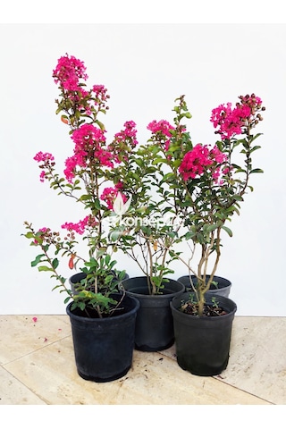 Oya Ağacı Pembe Ispanyol Leylağı. Hint Leylağı