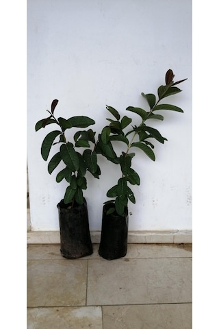 3 Yaşında Tüplü Fidan Guava Fidanı