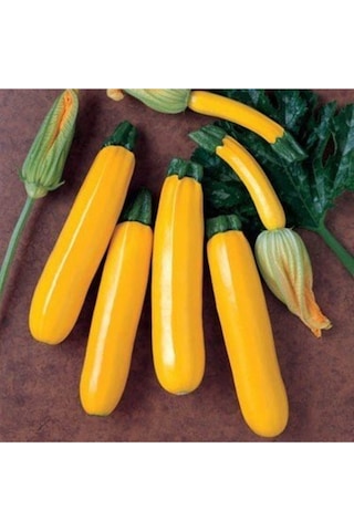 Organik Yediveren Sarı Altın Kabak Tohumu
