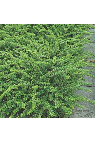 Bodur Hanımeli Lonicera Nitida Bodur Çit Bitkisi 1-2 Yaş Arası Tü