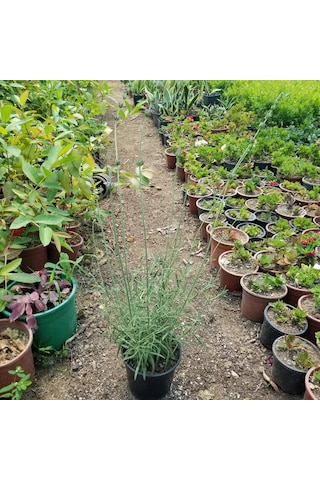 Büyük Boy Gerçek Lavanta Fidanı Saksıda N11.2528