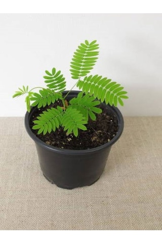Küstüm Çiçeği 1 Adet 8/10cm +ebruli Karanfil Çiçeği 10-15cm+beyaz Mine Çiçeği 10-15cm